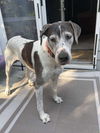 adoptable Dog in bullard, TX named Moosie