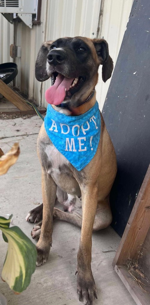 KATIE - Great Dane available for adoption