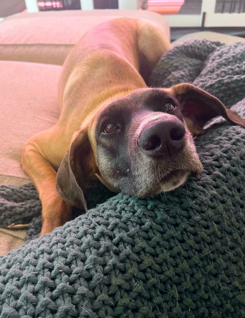 KATIE - Great Dane available for adoption