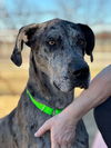adoptable Dog in bullard, TX named George