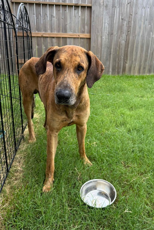 EMBER - Great Dane available for adoption