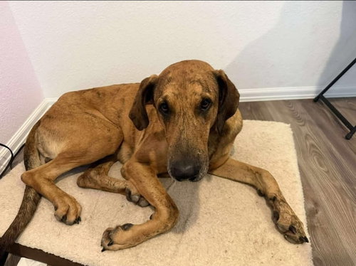 EMBER - Great Dane available for adoption