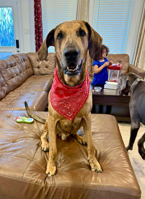 picture of the dog needing adoption