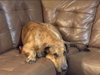 Ember - Photo 4
