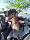 adoptable Dog in bullard, TX named Peeta