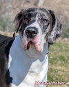 adoptable Dog in bullard, TX named Moonwatcher / Tarin