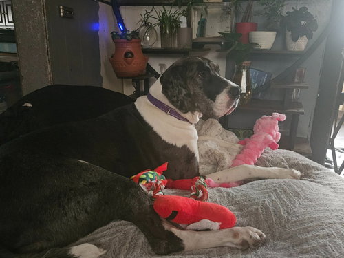MOONWATCHER / TARIN - Great Dane available for adoption
