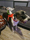 Moonwatcher / Tarin - Photo 4