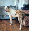 adoptable Dog in  named Big Boy