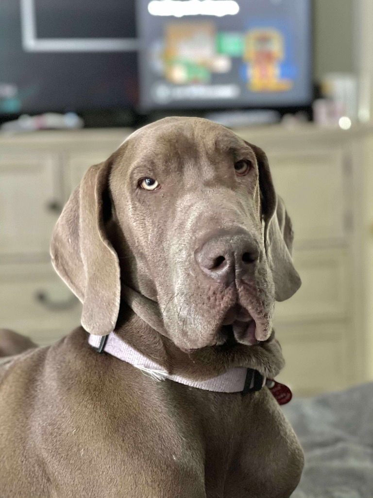 adoptable Dog in Bullard, TX named Leia