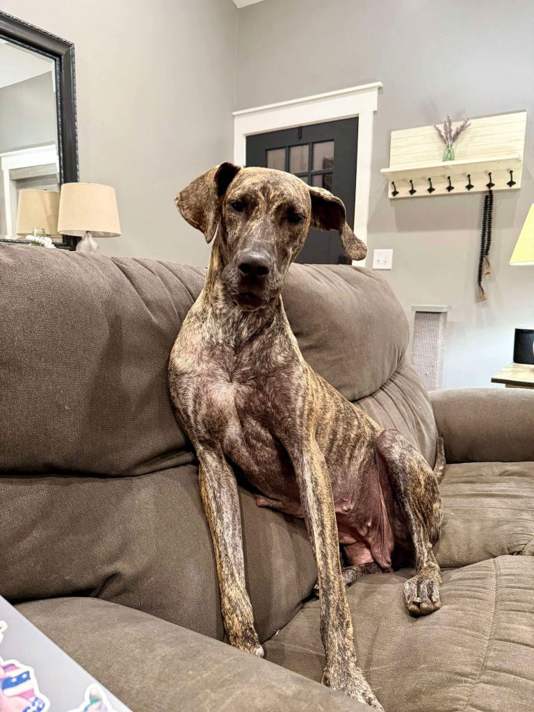 adoptable Dog in Bullard, TX named Honey