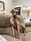 adoptable Dog in bullard, TX named Honey