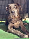 adoptable Dog in Bullard, TX named Dexter