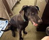 adoptable Dog in bullard, TX named Lette