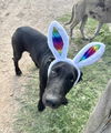 adoptable Dog in  named Bunny