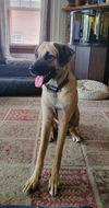 adoptable Dog in  named Bob