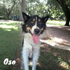 adoptable Dog in bullard, TX named Oso