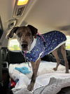 adoptable Dog in bullard, TX named Rue