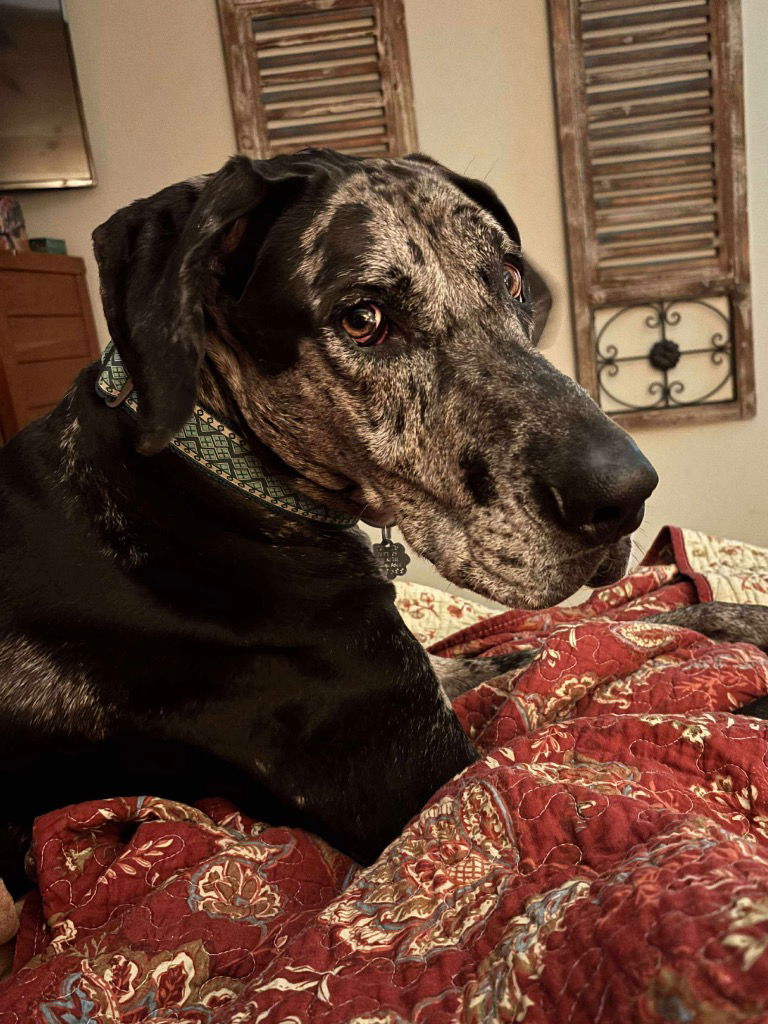 adoptable Dog in Bullard, TX named Annie