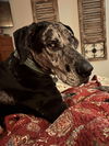 adoptable Dog in  named Annie