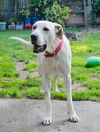 adoptable Dog in bullard, TX named Possum
