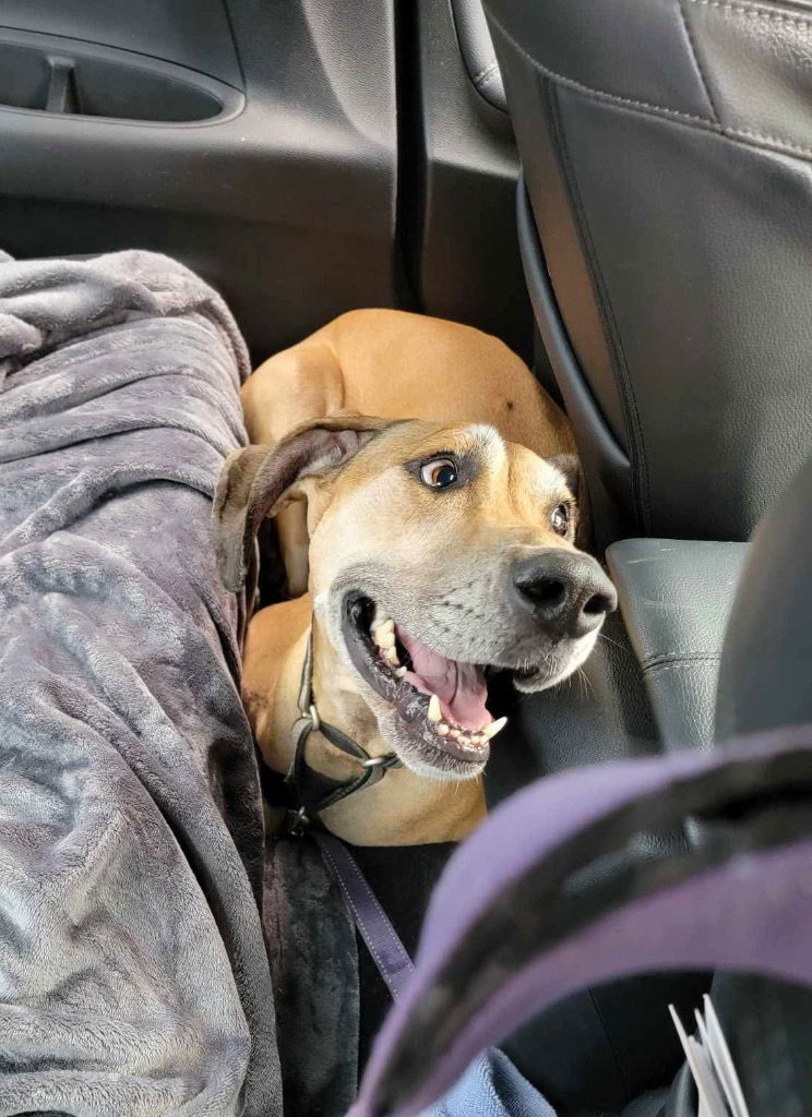 adoptable Dog in Bullard, TX named Olivia