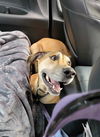 adoptable Dog in bullard, TX named Olivia