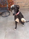 adoptable Dog in  named Becky Rose