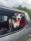 adoptable Dog in  named Lady