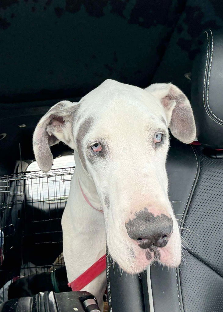 adoptable Dog in Bullard, TX named Broley