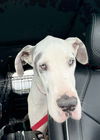 adoptable Dog in  named Broley