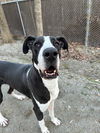 adoptable Dog in  named Fiona