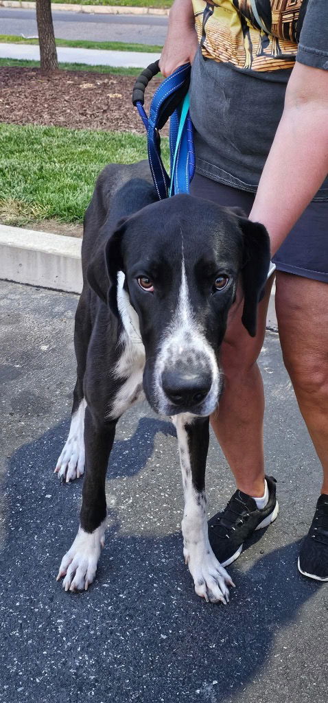 adoptable Dog in Bullard, TX named Nigel