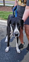 adoptable Dog in  named Nigel
