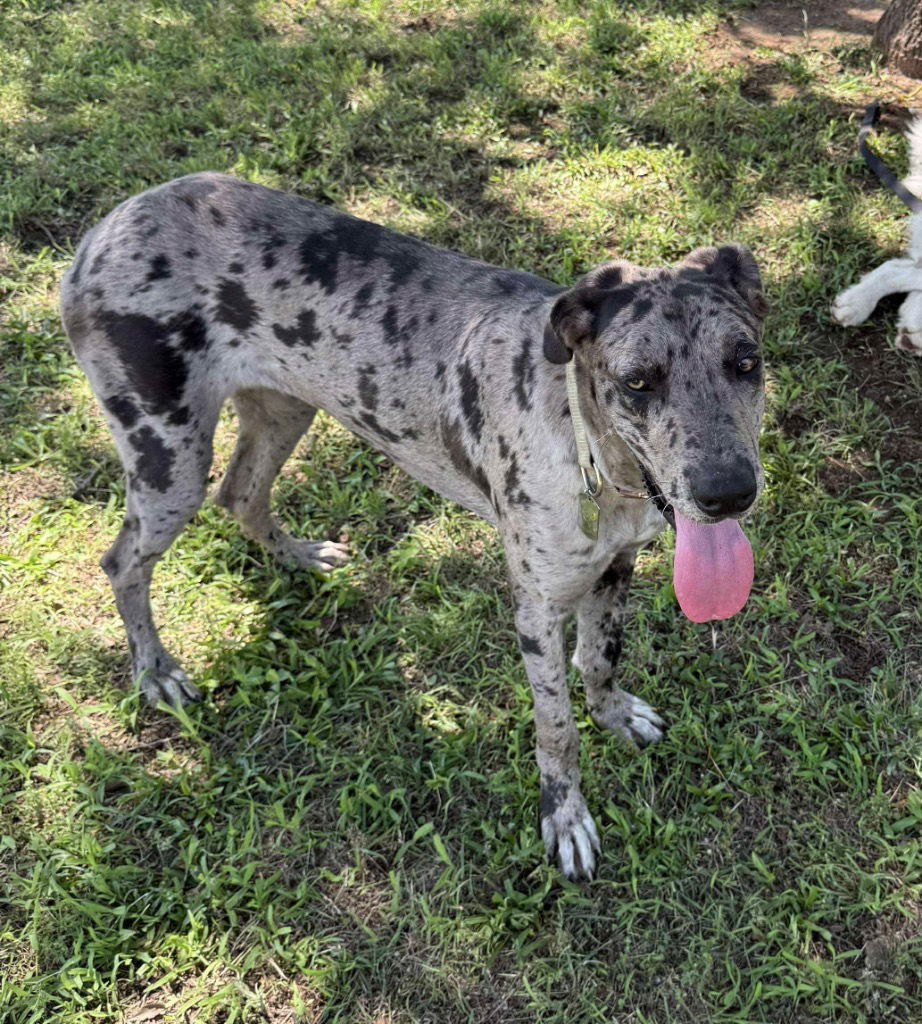 adoptable Dog in Bullard, TX named Pepper