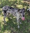 adoptable Dog in  named Pepper