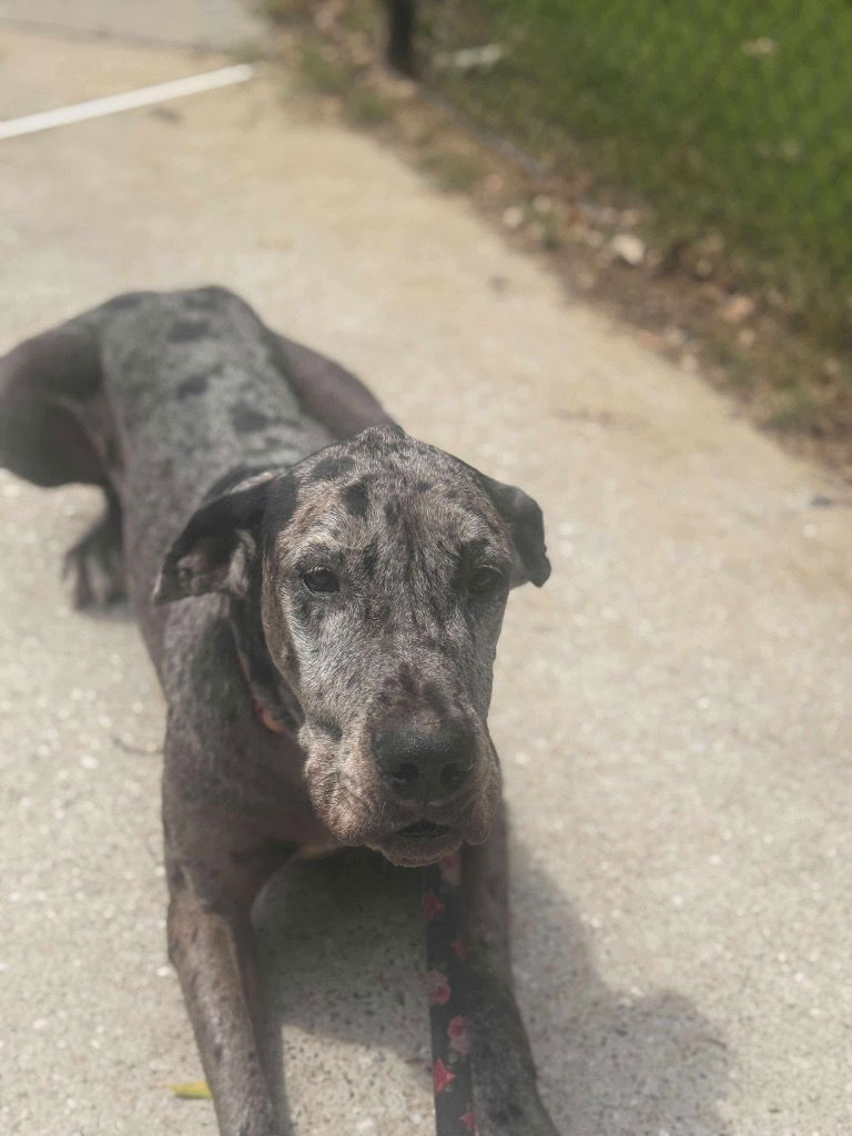 adoptable Dog in Bullard, TX named Roxy Marie