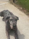 adoptable Dog in  named Roxy Marie