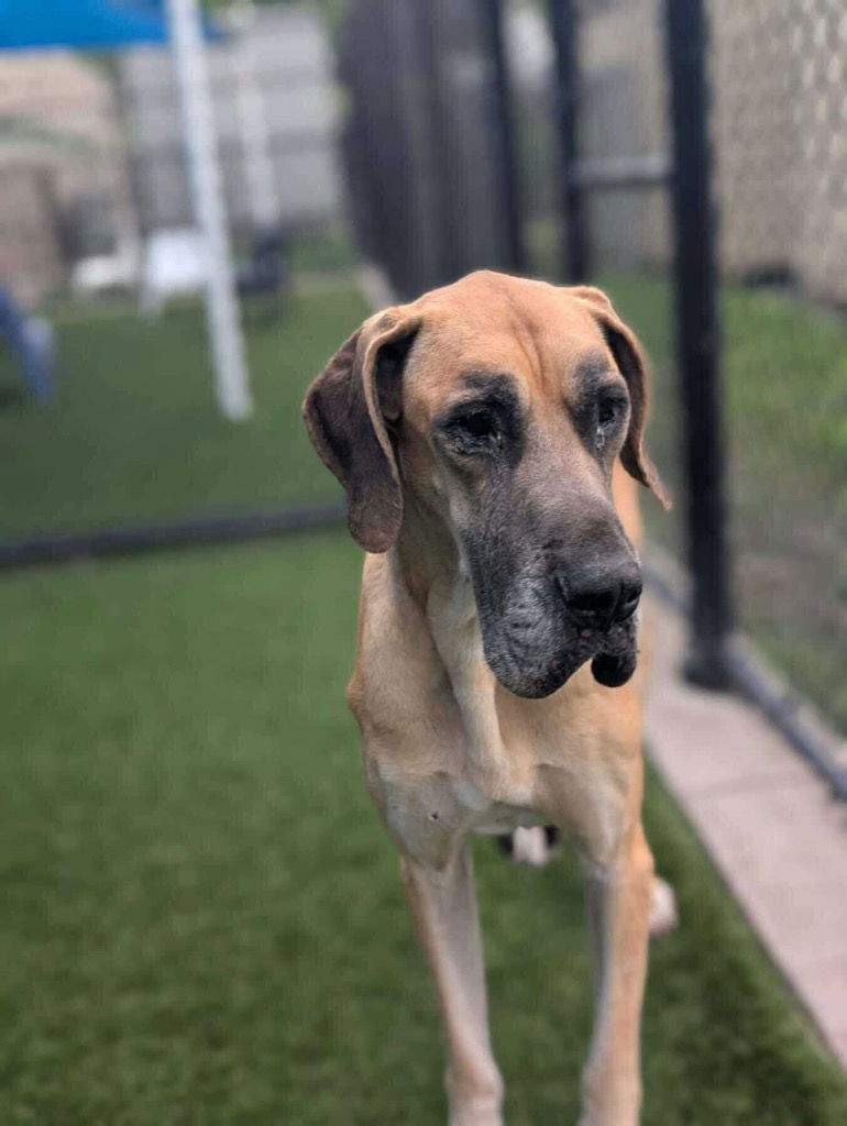 adoptable Dog in Bullard, TX named Sadie