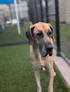 adoptable Dog in  named Sadie