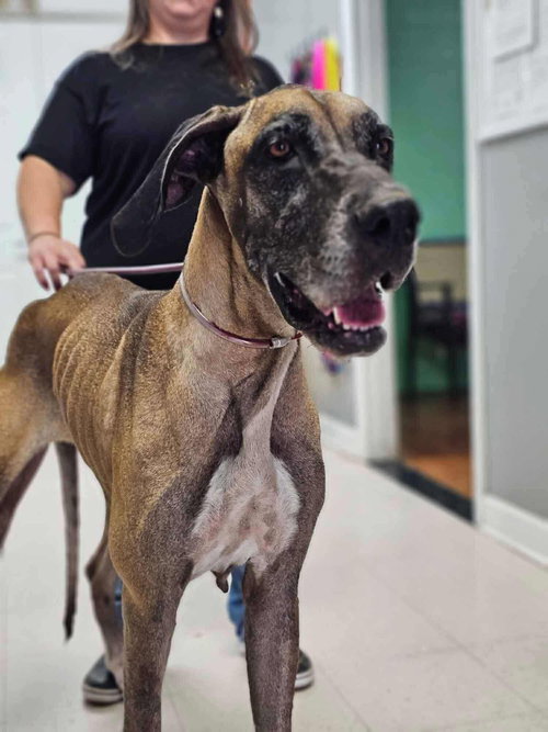 picture of the dog needing adoption
