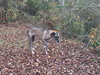 Duchess - Photo 2