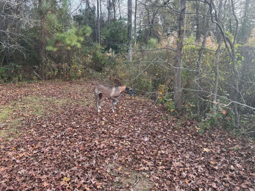Photo 3 of Duchess