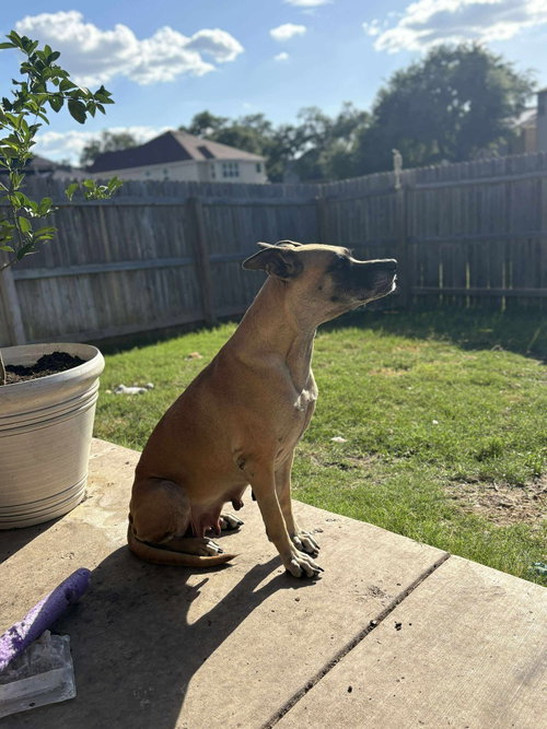 CHLOE SUNSHINE - Great Dane / Shepherd available for adoption