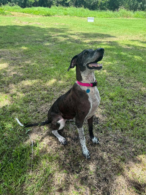 DALLAS - Great Dane / German Shorthaired Pointer available for adoption