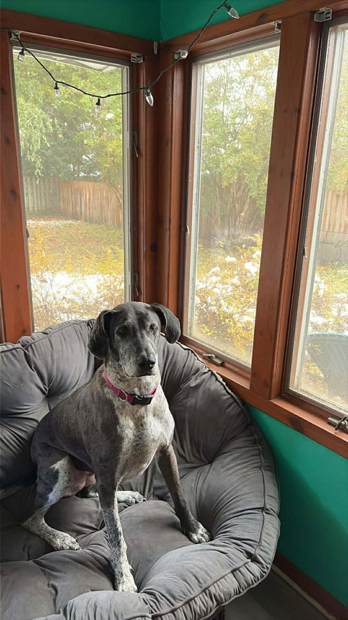 picture of the dog needing adoption