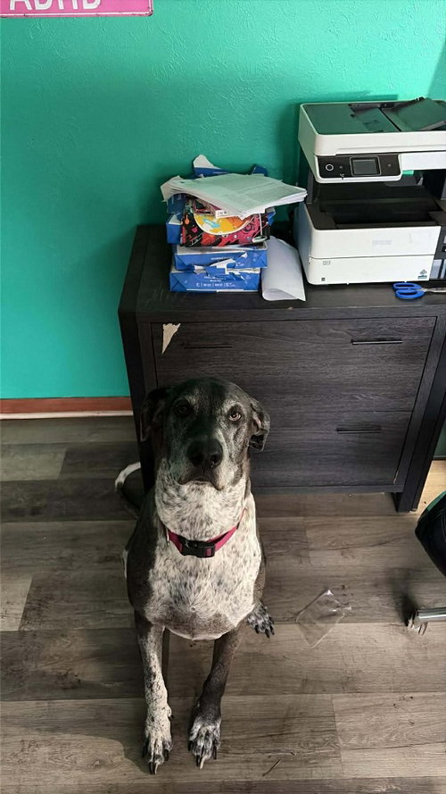 DALLAS - Great Dane / German Shorthaired Pointer available for adoption