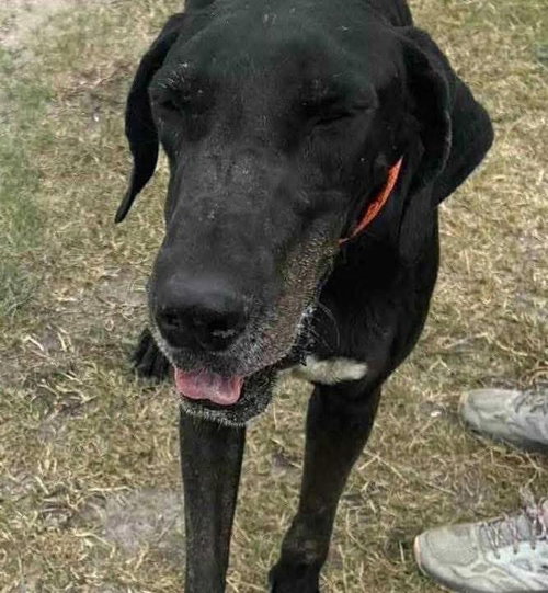 picture of the dog needing adoption