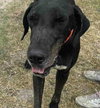Bubba - Photo 1