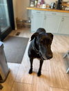 Bubba - Photo 3